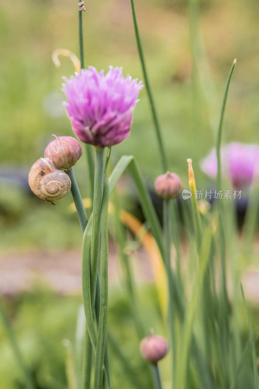 韭菜(Allium schoenoprasum)带蜗牛的花